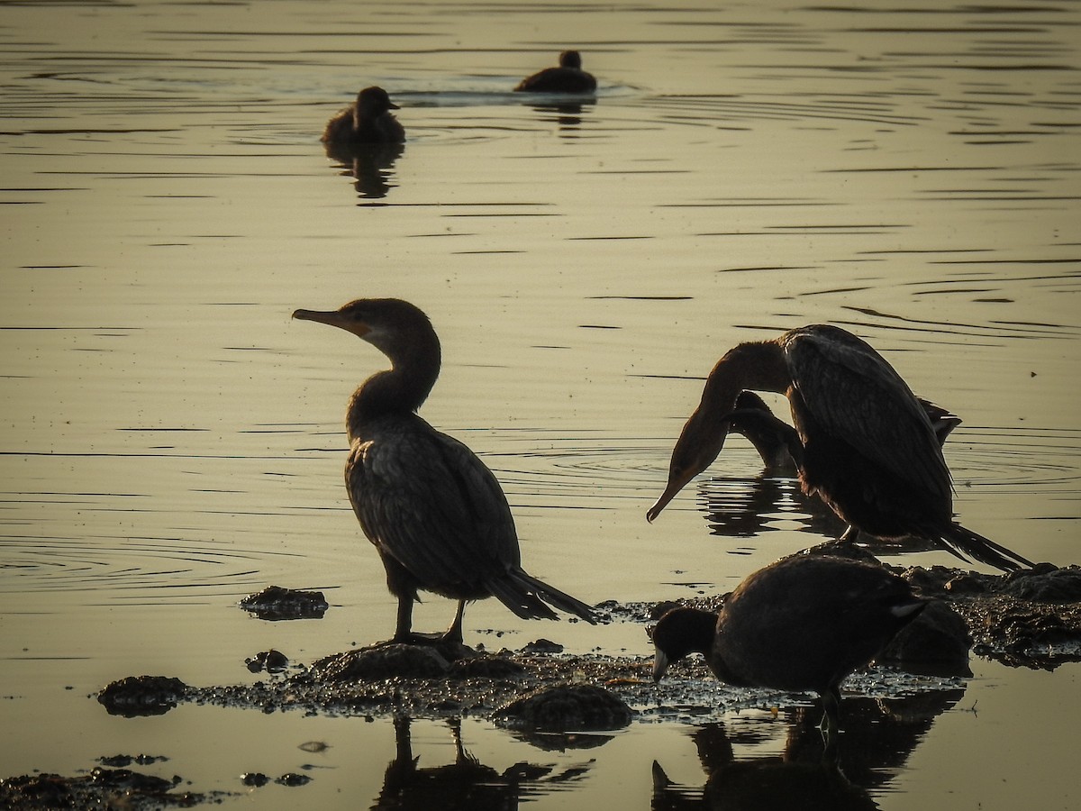 Neotropic Cormorant - Sergio Castañeda Ramos