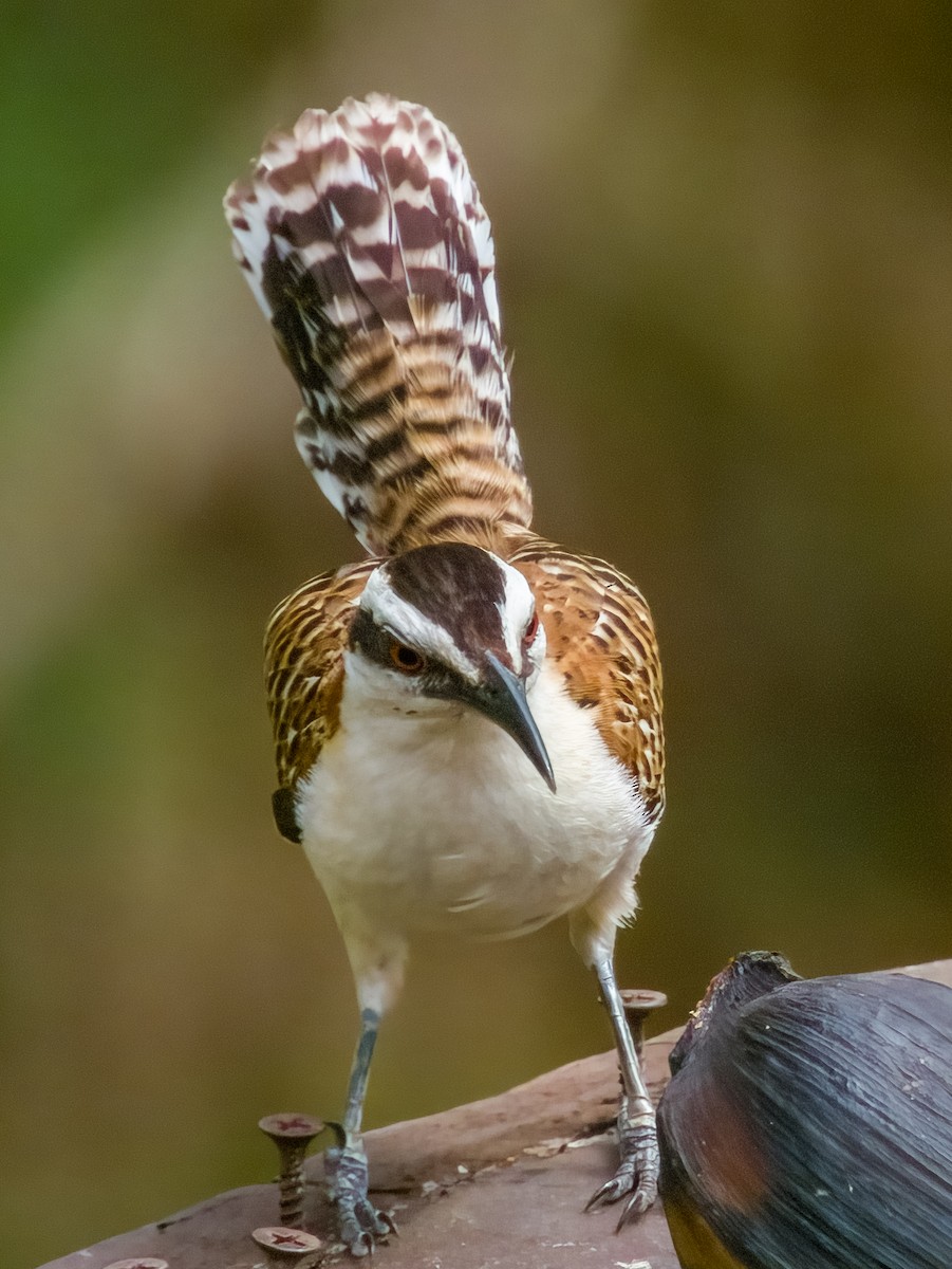 Rufous-naped Wren - Imogen Warren