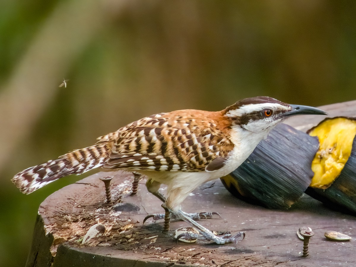 Rufous-naped Wren - Imogen Warren