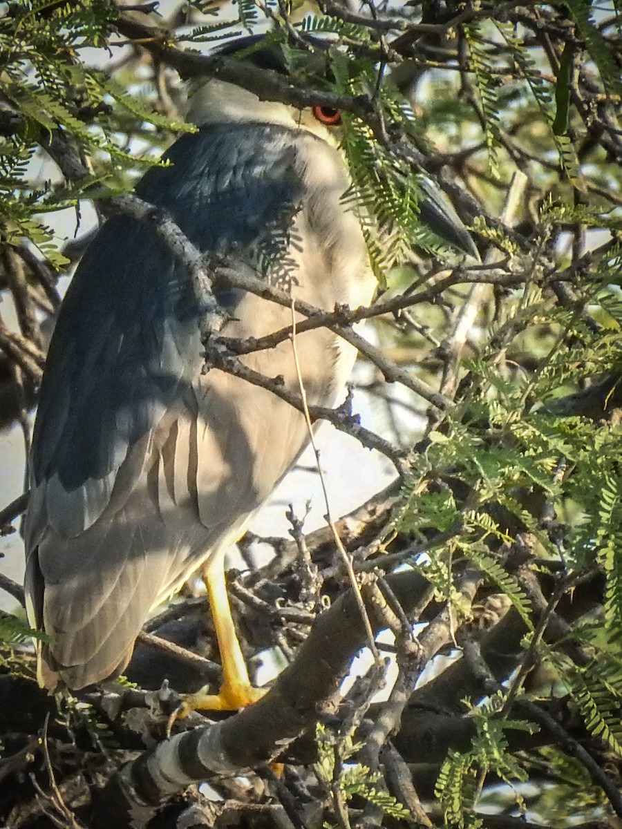 Black-crowned Night Heron - Sergio Castañeda Ramos