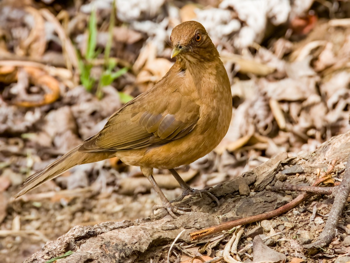 Clay-colored Thrush - Imogen Warren