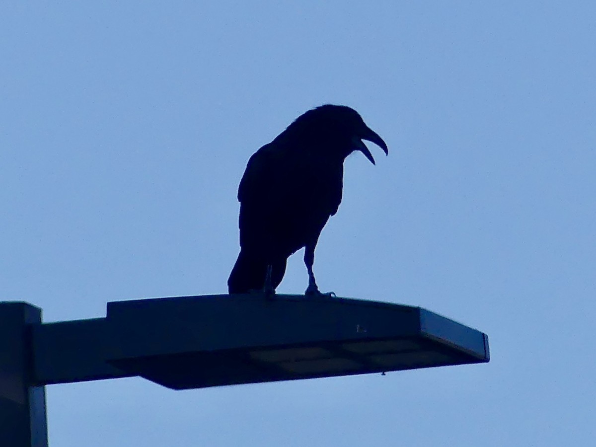 Common Raven - Dennis Wolter