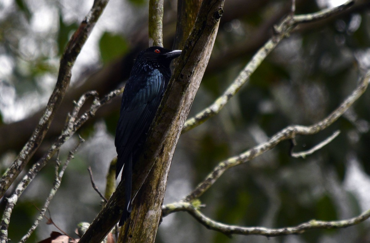 Spangled Drongo - Neil Roche-Kelly
