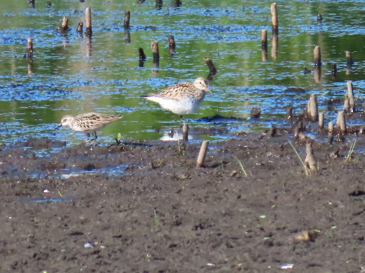 White-rumped Sandpiper - Davida Kalina