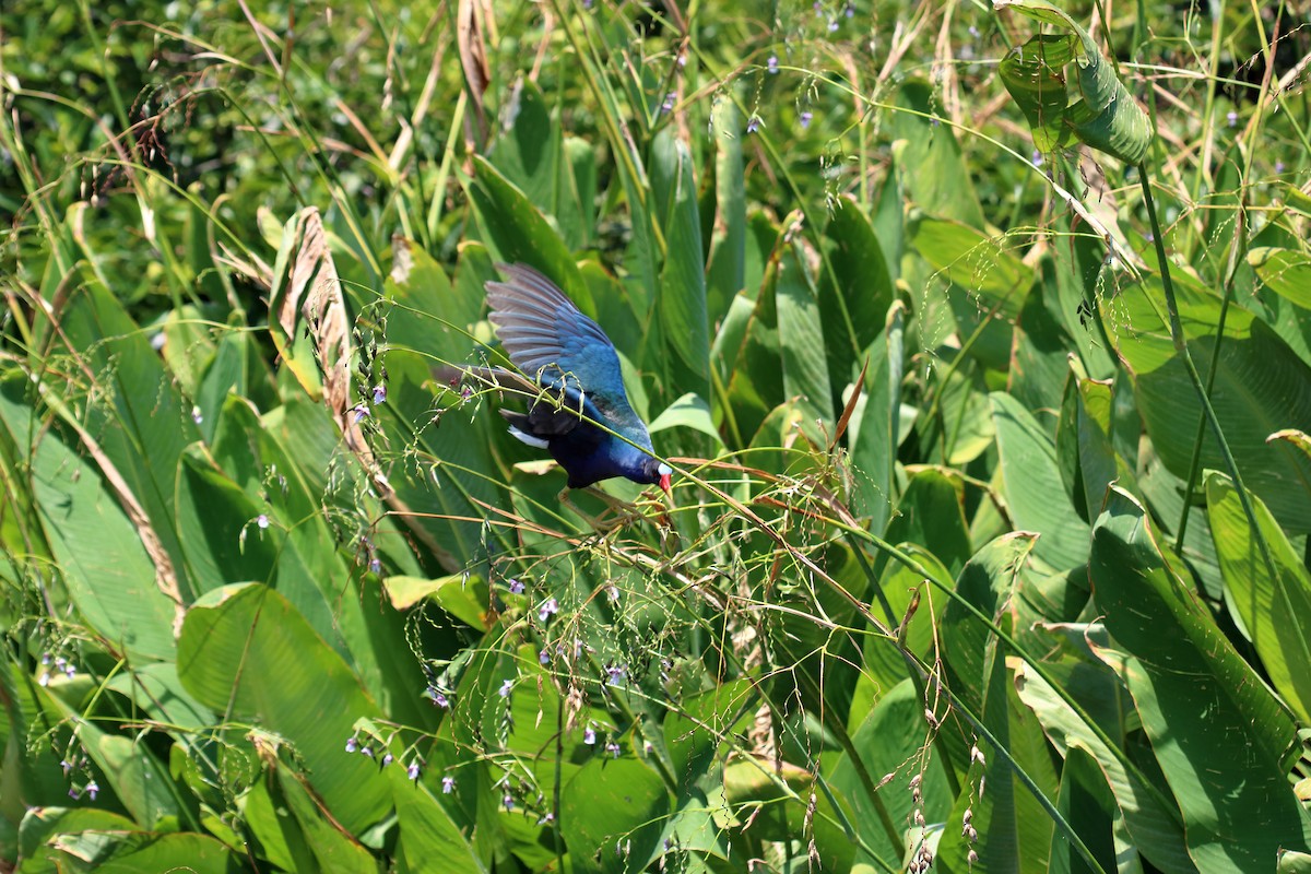 Purple Gallinule - rilEy Stanton