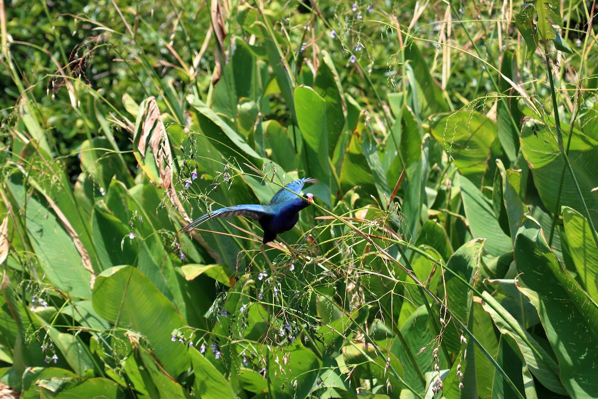 Purple Gallinule - rilEy Stanton