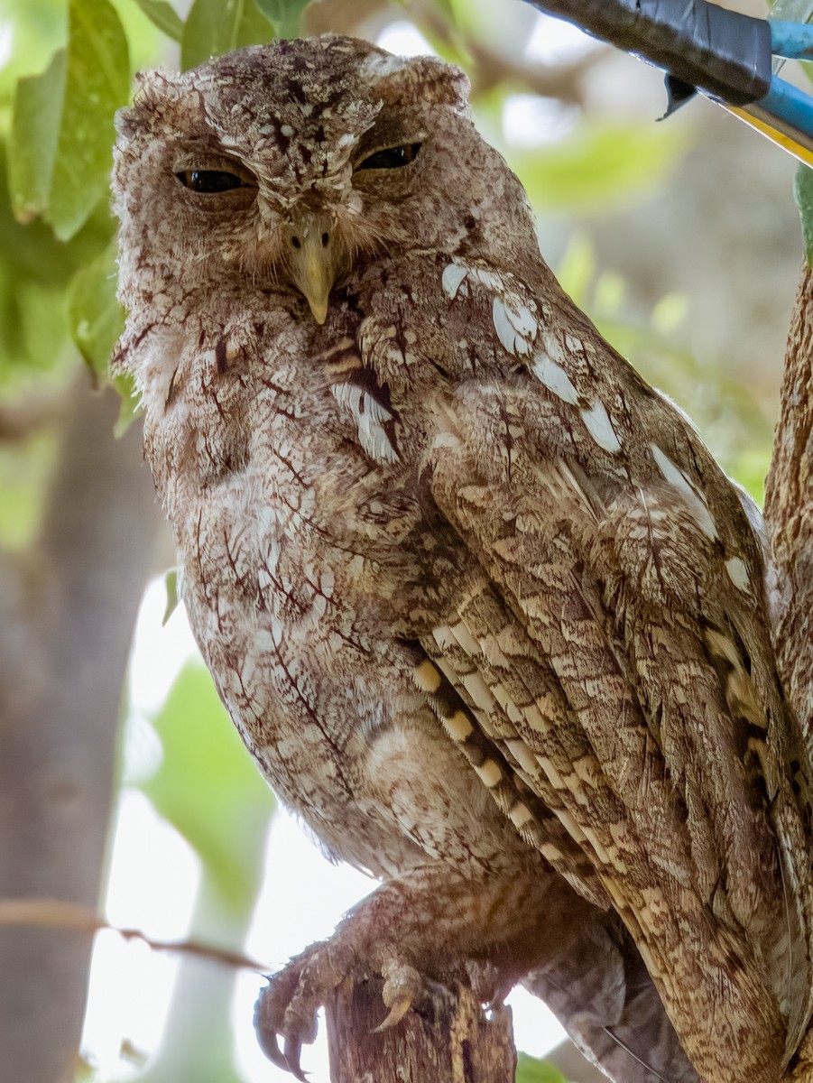 Pacific Screech-Owl - ML619606545