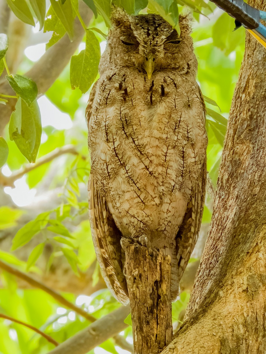 Pacific Screech-Owl - Imogen Warren