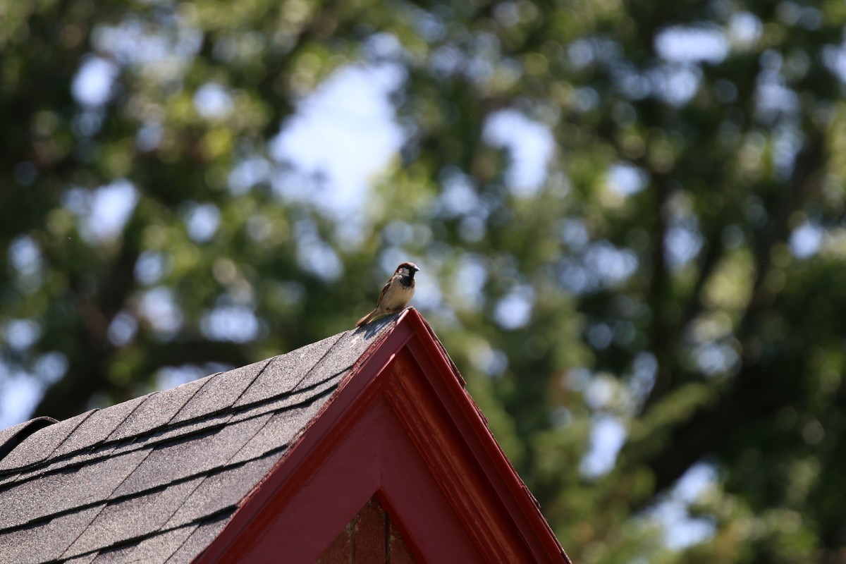 House Sparrow - Keegan Brown