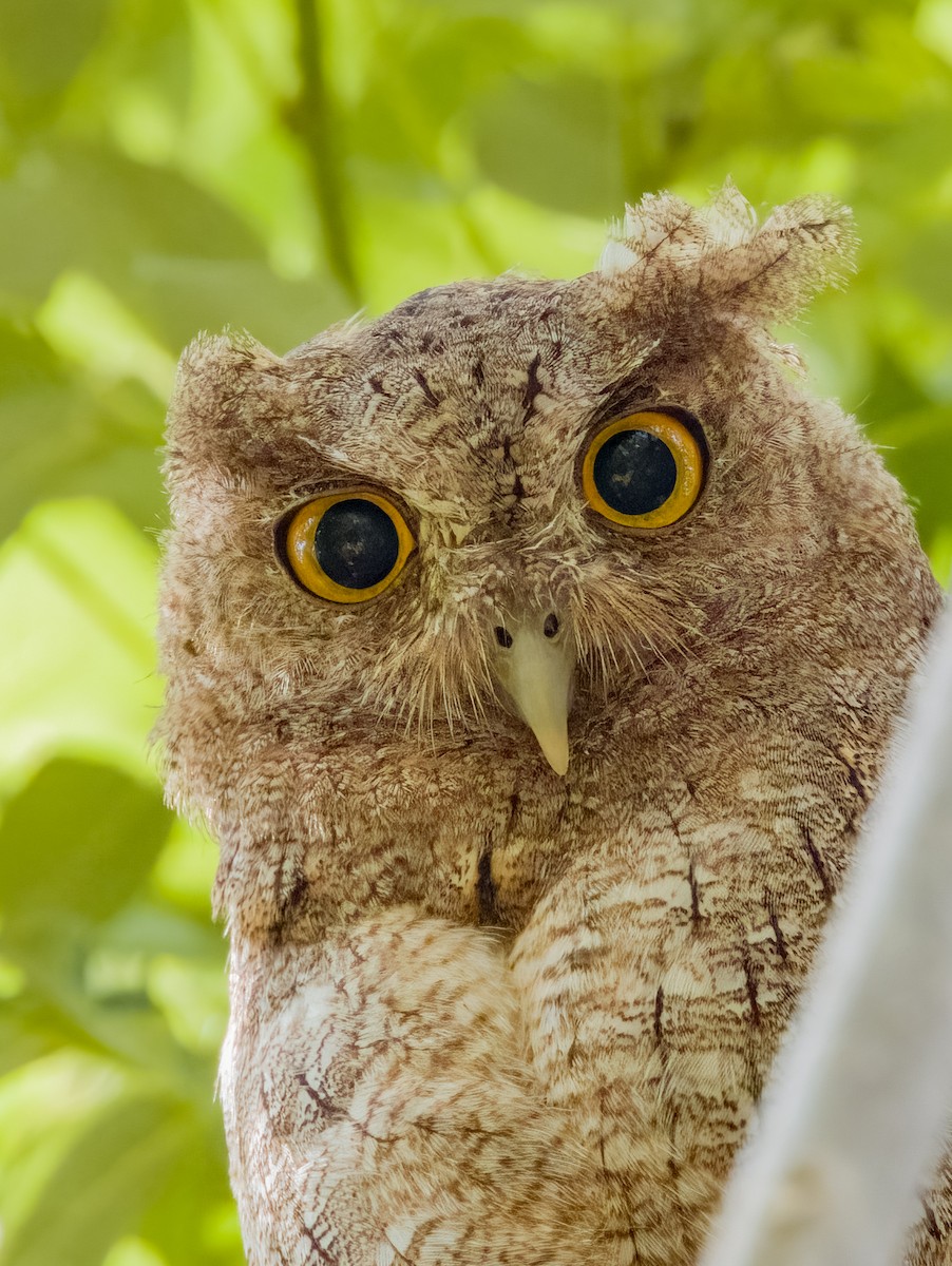 Pacific Screech-Owl - Imogen Warren