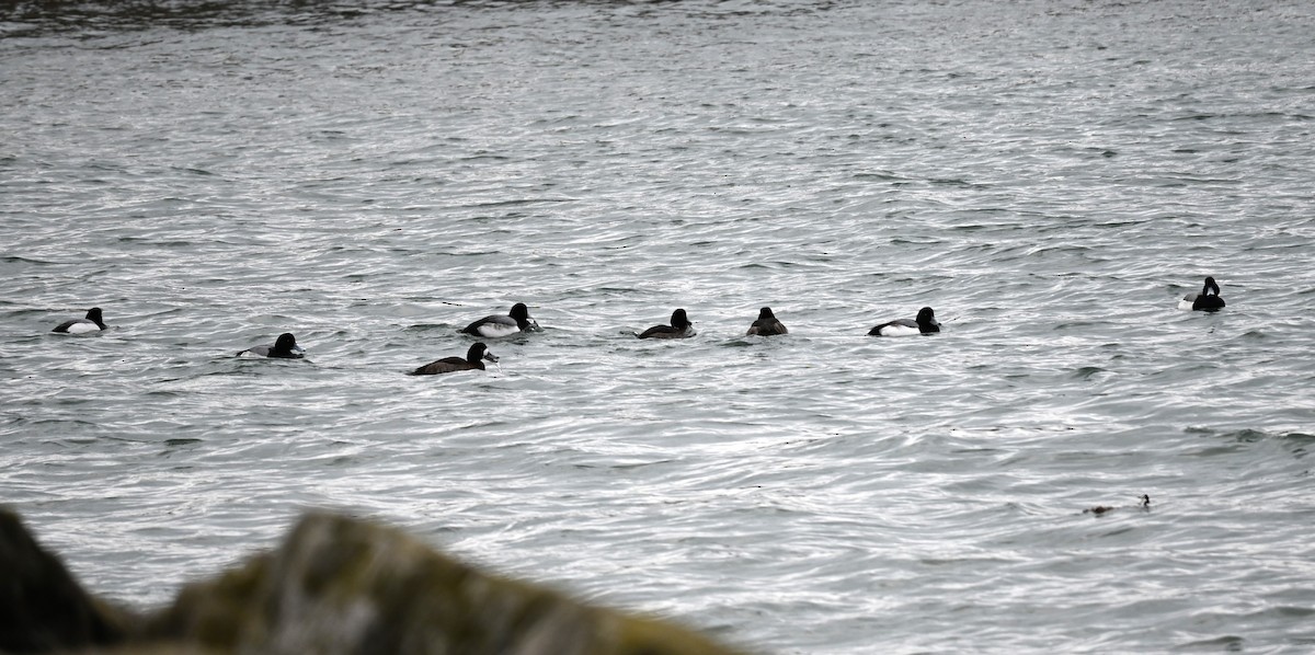 Lesser Scaup - Nicolle and H-Boon Lee