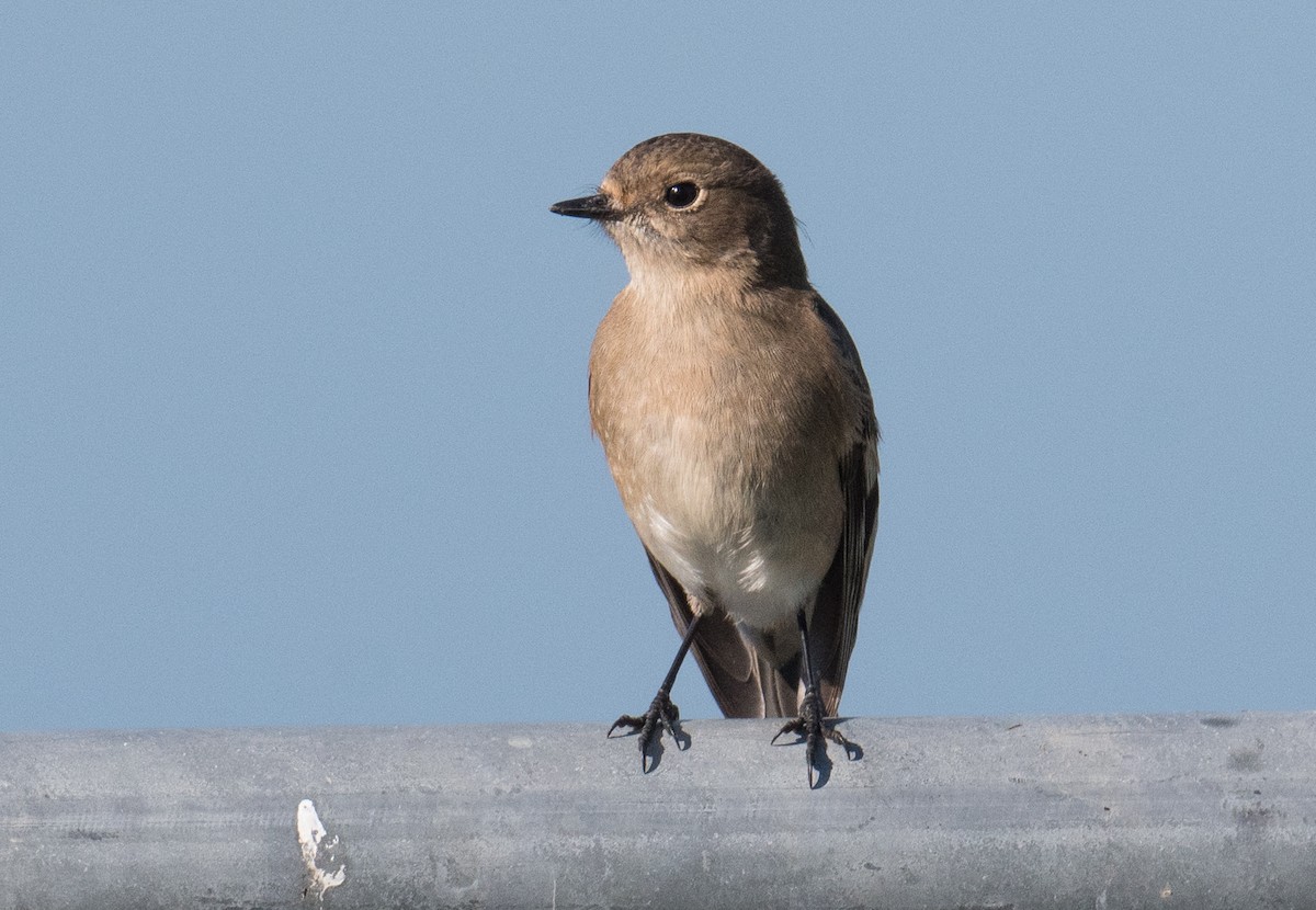 Flame Robin - ML619606560