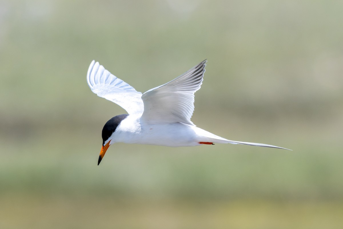 Forster's Tern - Ruslan Balagansky