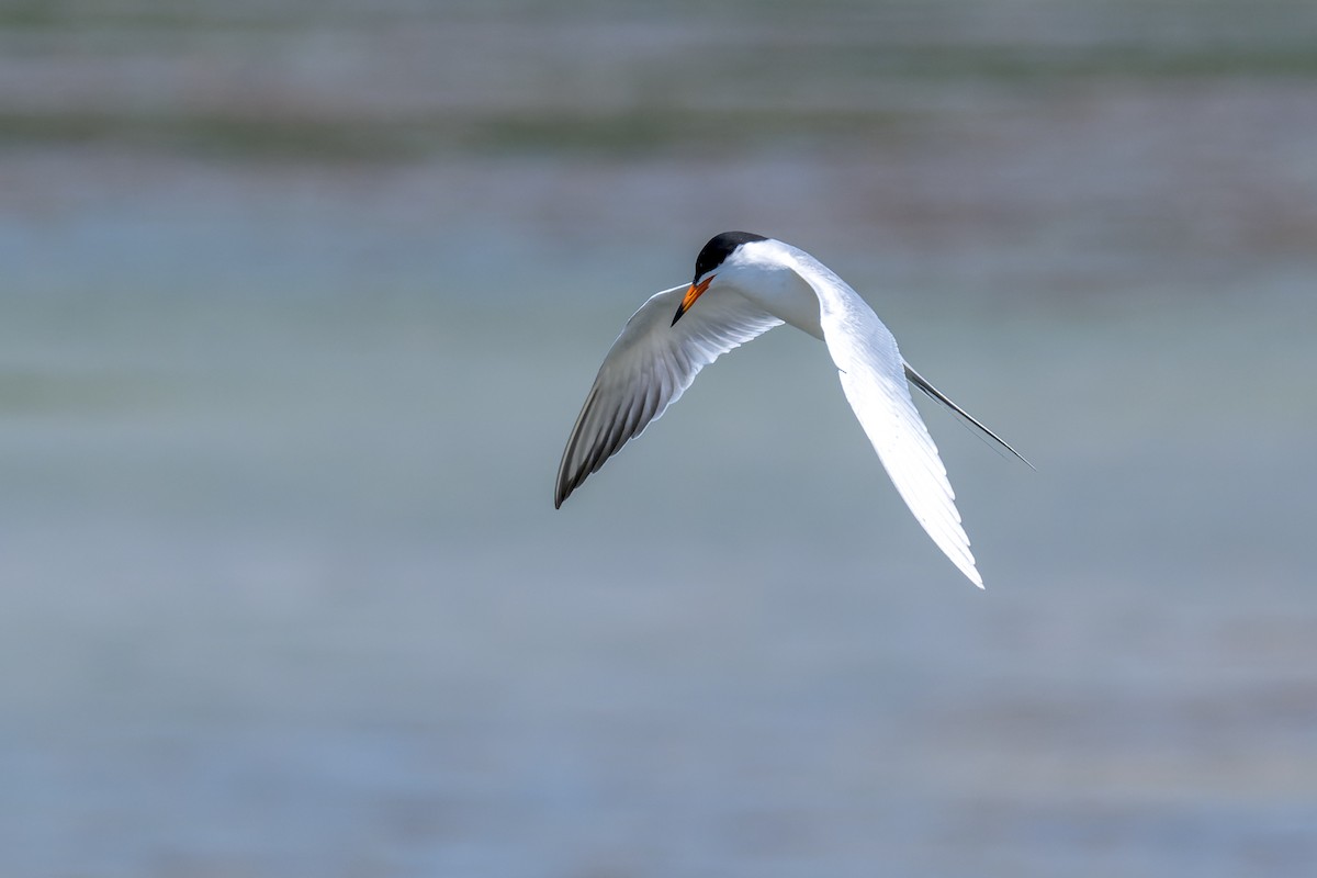 Forster's Tern - Ruslan Balagansky