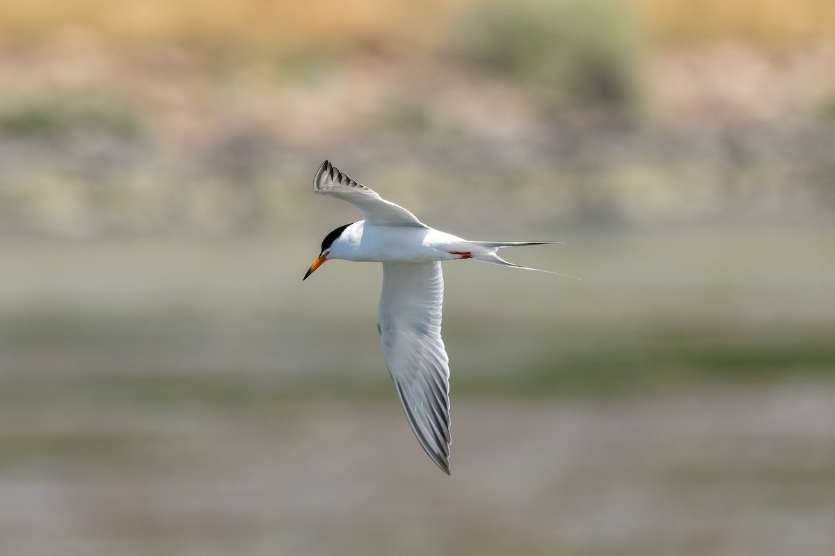 Forster's Tern - Ruslan Balagansky