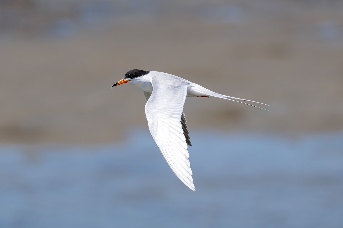 Forster's Tern - Ruslan Balagansky