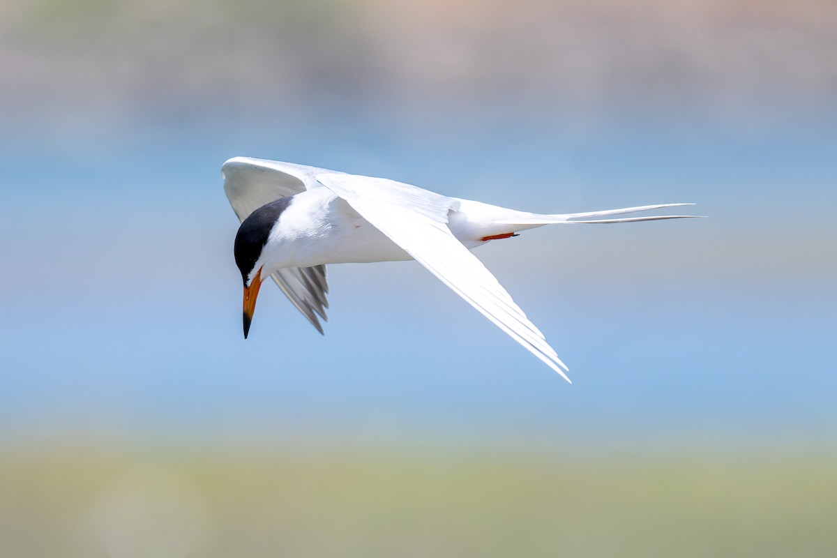 Forster's Tern - Ruslan Balagansky