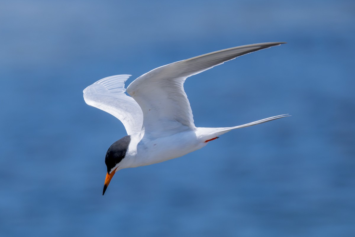 Forster's Tern - Ruslan Balagansky