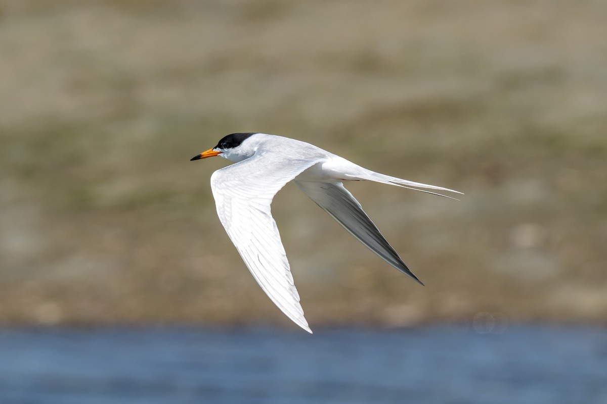 Forster's Tern - Ruslan Balagansky