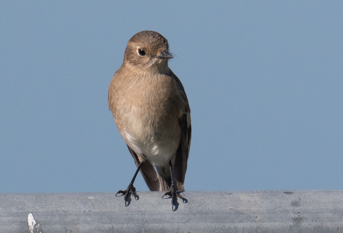 Flame Robin - ML619606573