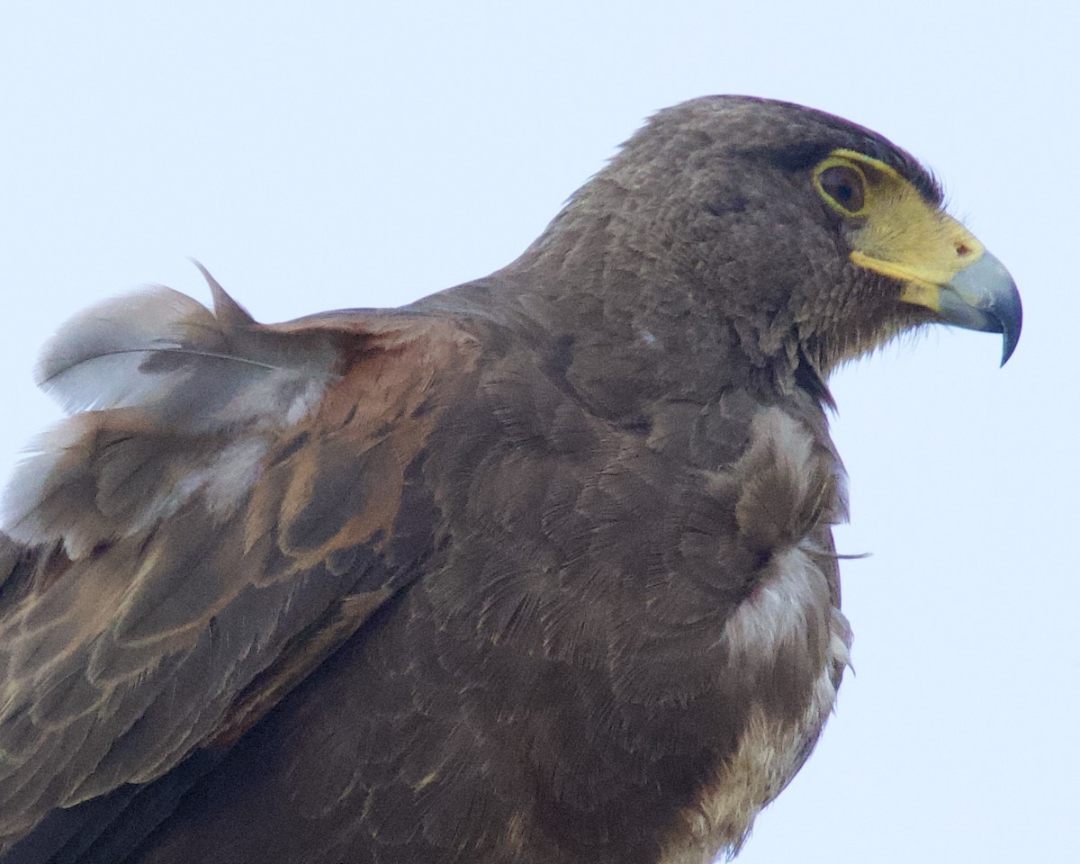 Harris's Hawk - Dave Bengston