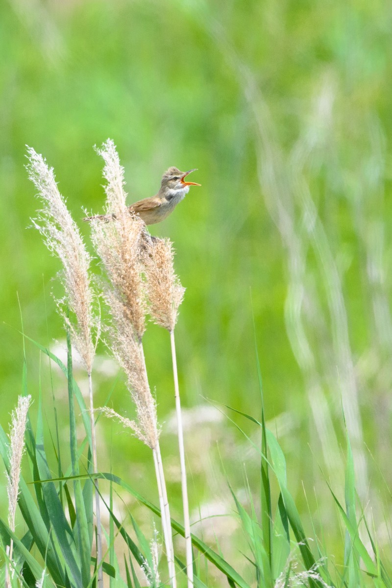 Oriental Reed Warbler - Hiroki Matsumoto