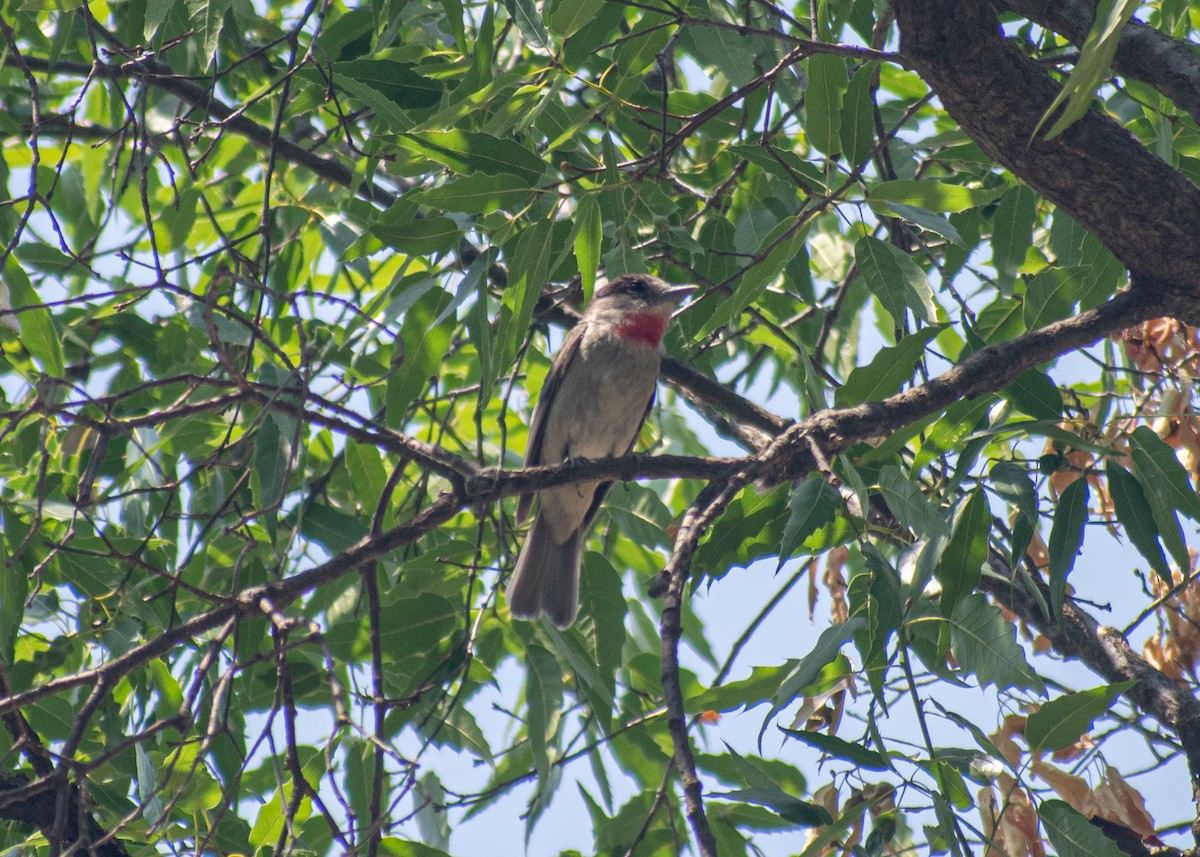 Rose-throated Becard - Miguel Mota