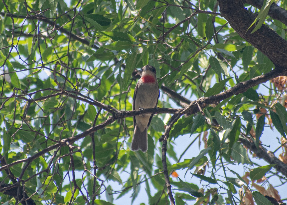 Rose-throated Becard - Miguel Mota