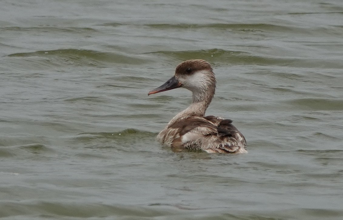 Red-crested Pochard - Martin Pitt