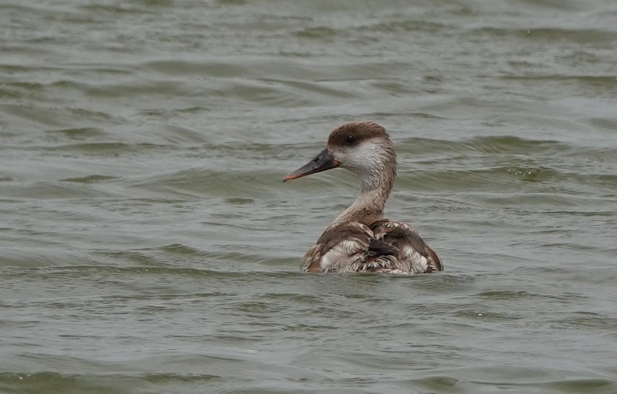 Red-crested Pochard - Martin Pitt