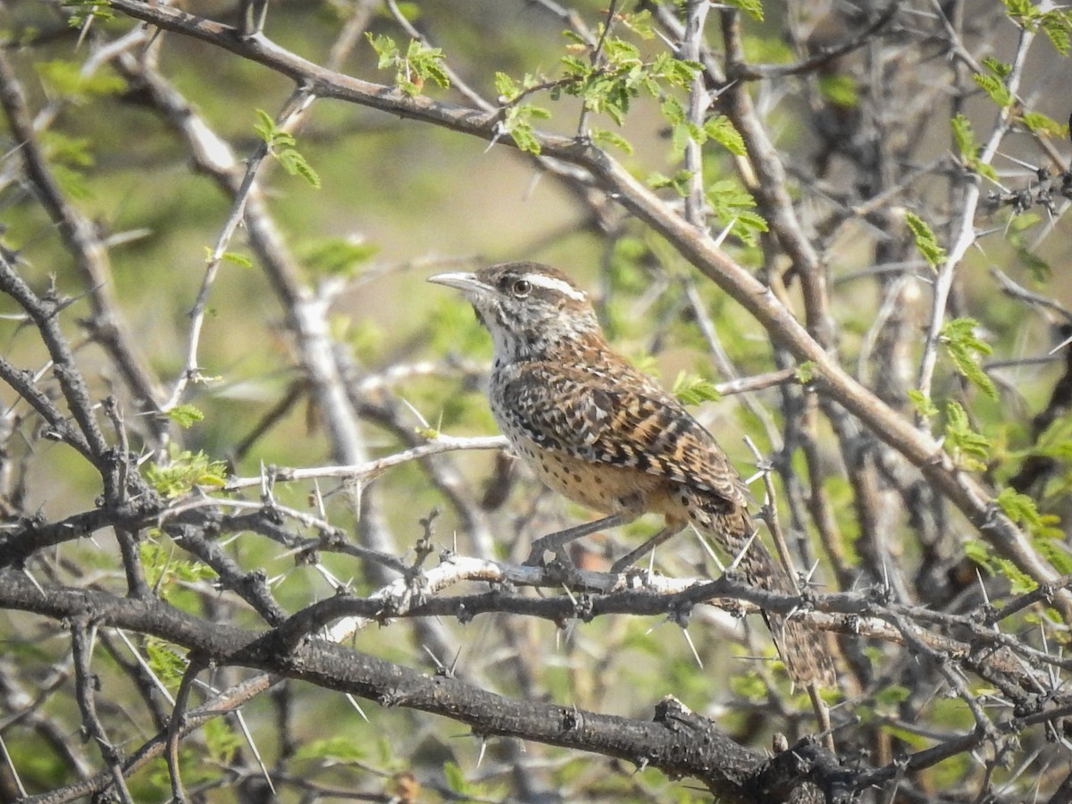 Cactus Wren - Sergio Castañeda Ramos