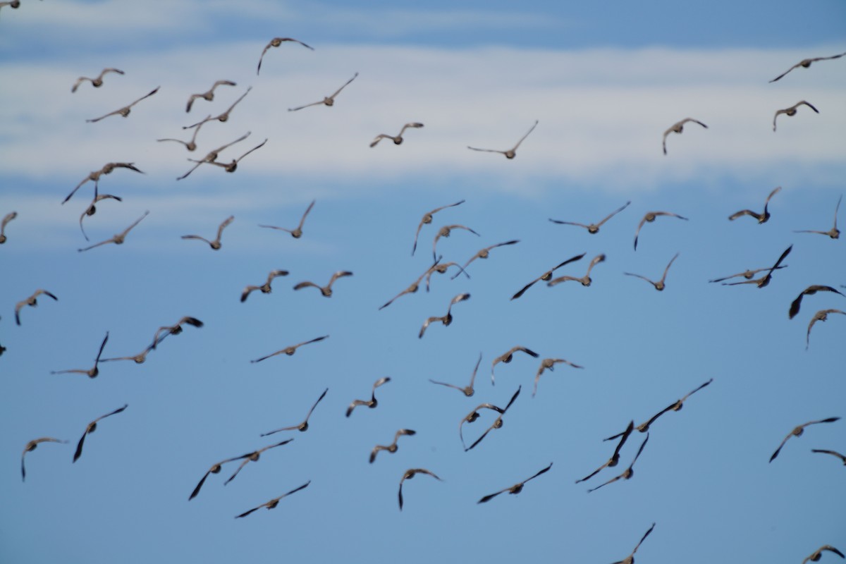 Plumed Whistling-Duck - May Britton