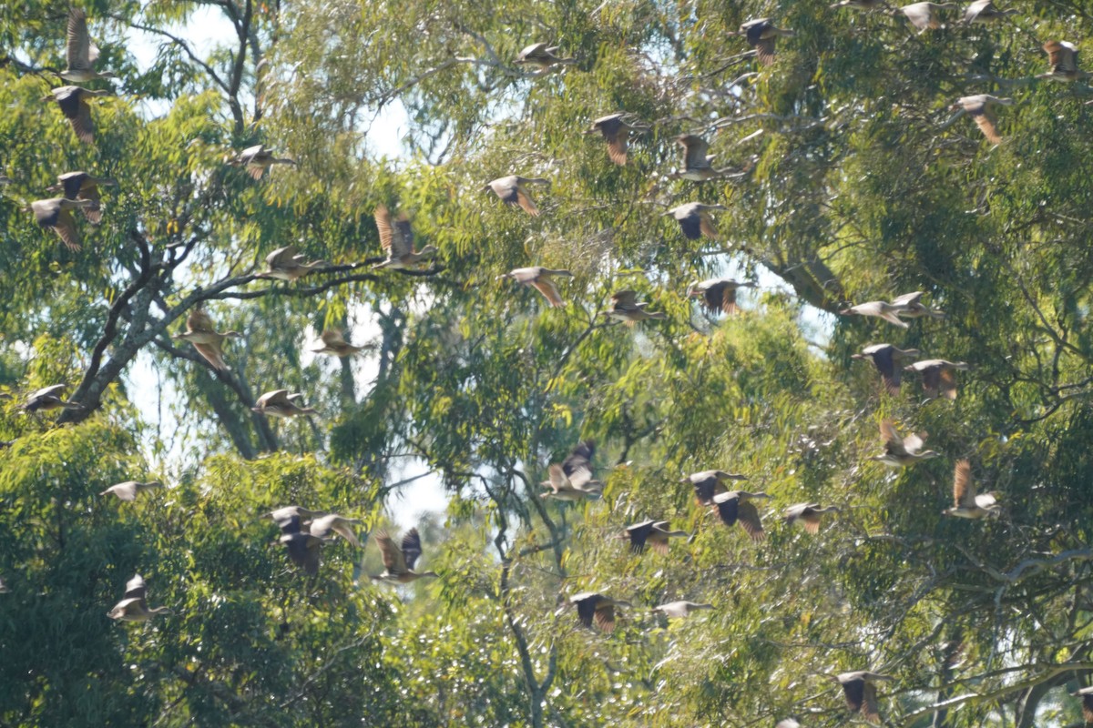 Plumed Whistling-Duck - May Britton