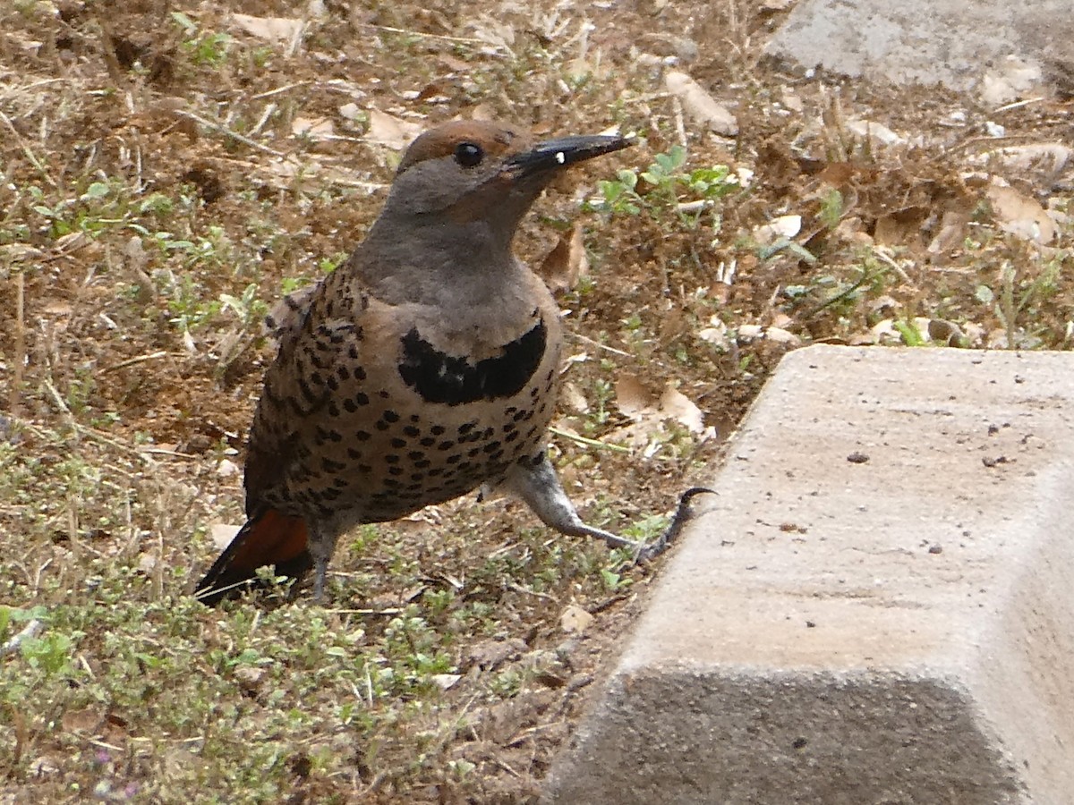 Northern Flicker - Anonymous