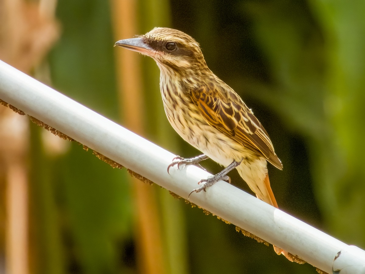 Streaked Flycatcher - Imogen Warren