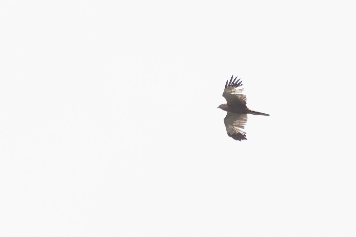 Western Marsh Harrier - Bart Hoekstra