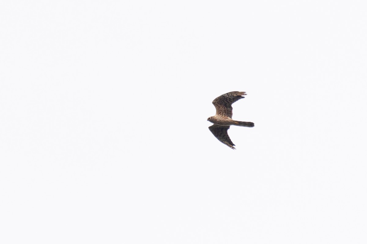 Montagu's Harrier - Bart Hoekstra