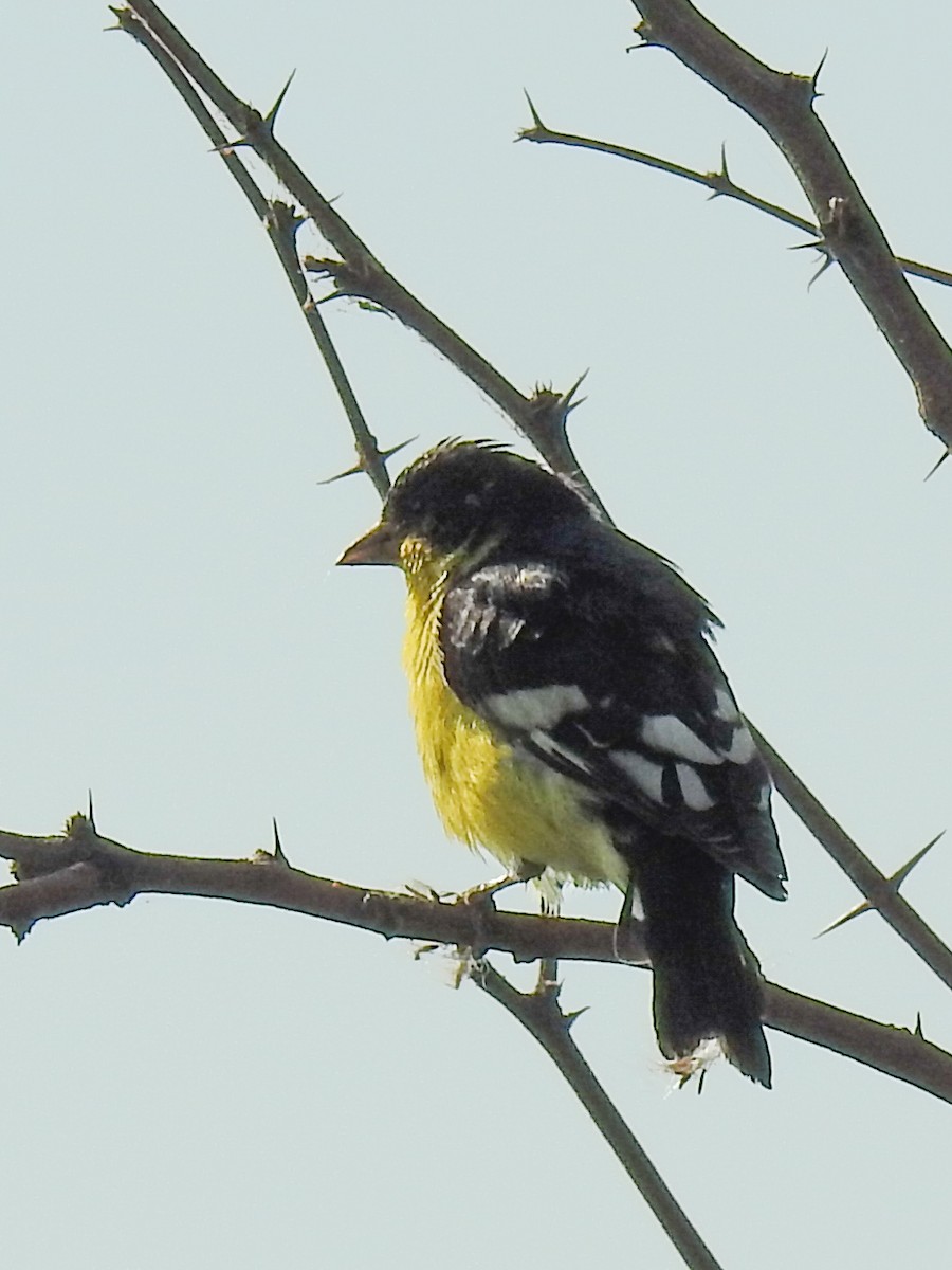 Lesser Goldfinch - Sergio Castañeda Ramos