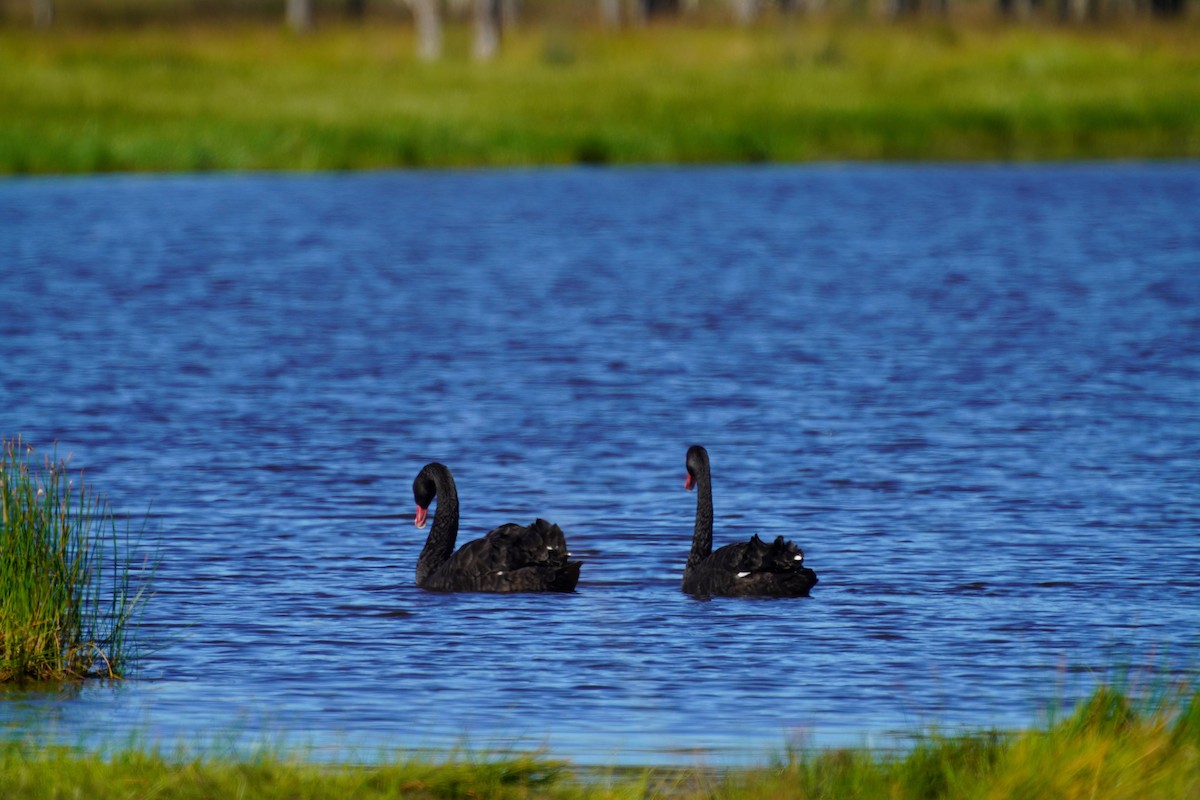 Black Swan - May Britton