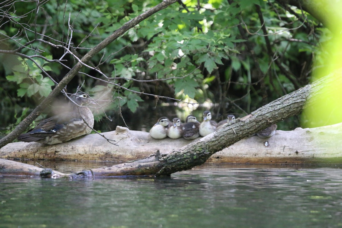 Wood Duck - Keegan Brown