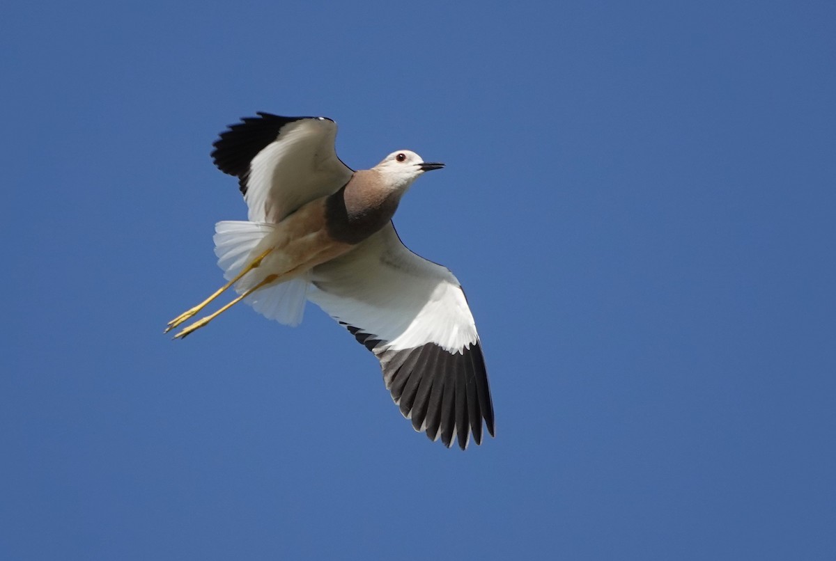 White-tailed Lapwing - Martin Pitt