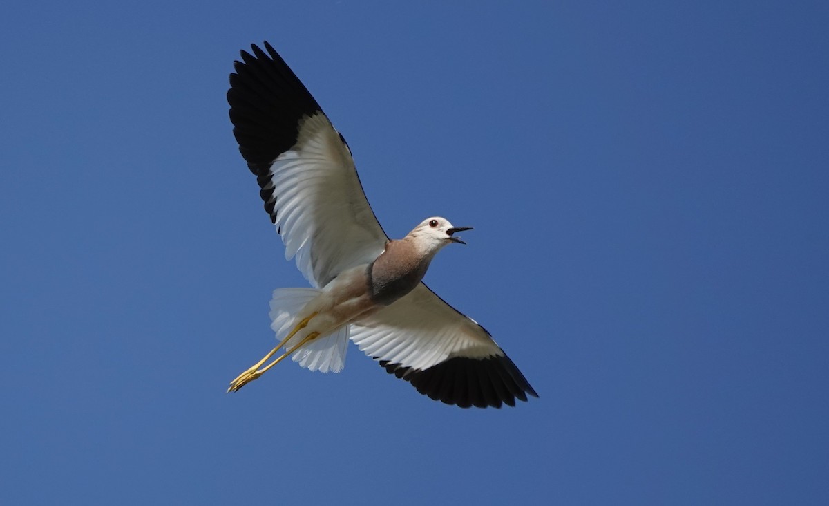 White-tailed Lapwing - Martin Pitt