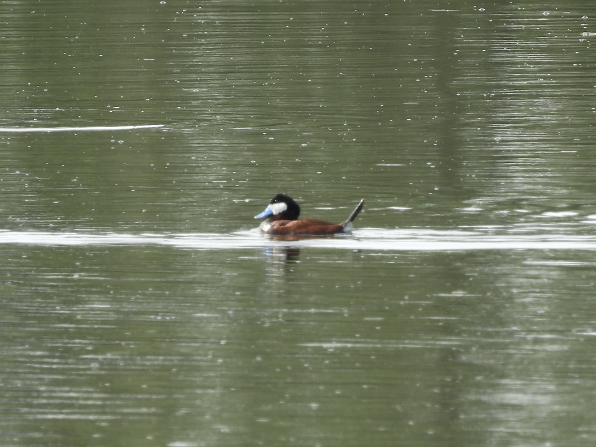 Ruddy Duck - ML619606624