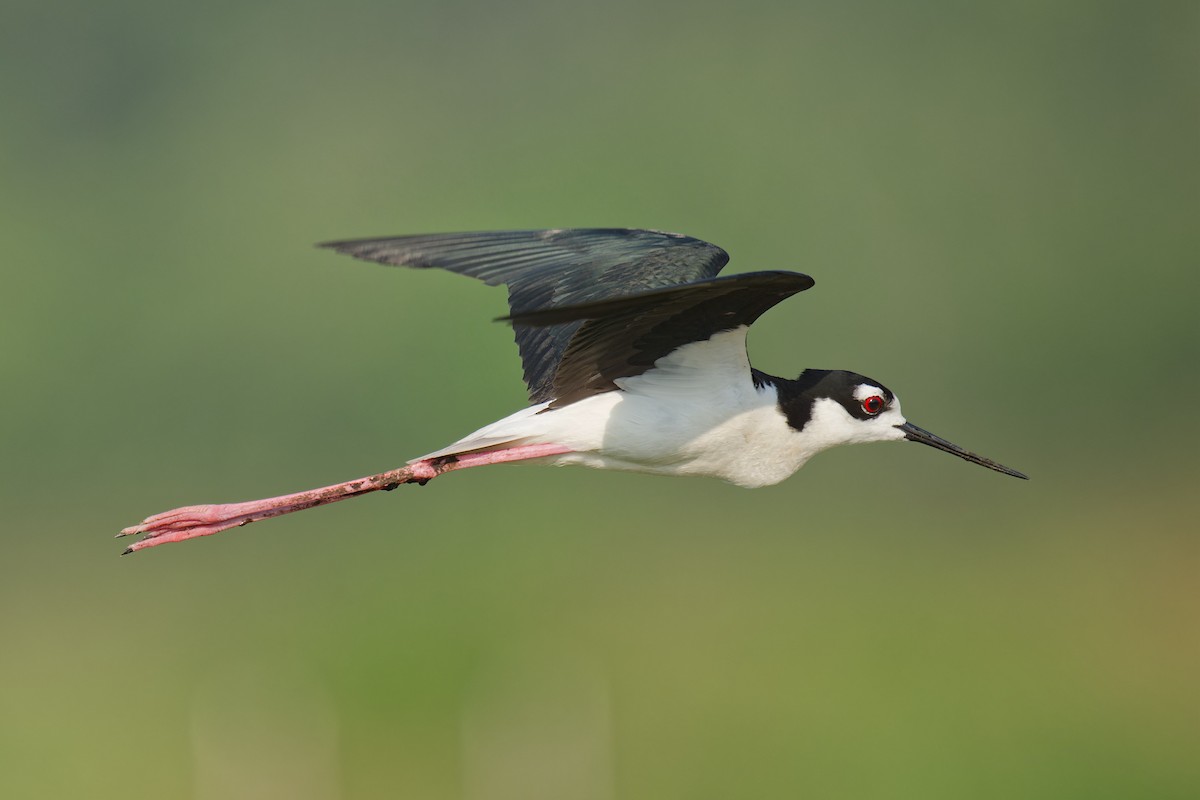 Black-necked Stilt - Harlan Stewart