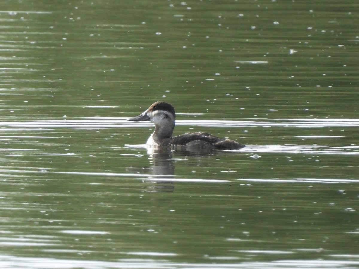 Ruddy Duck - ML619606630