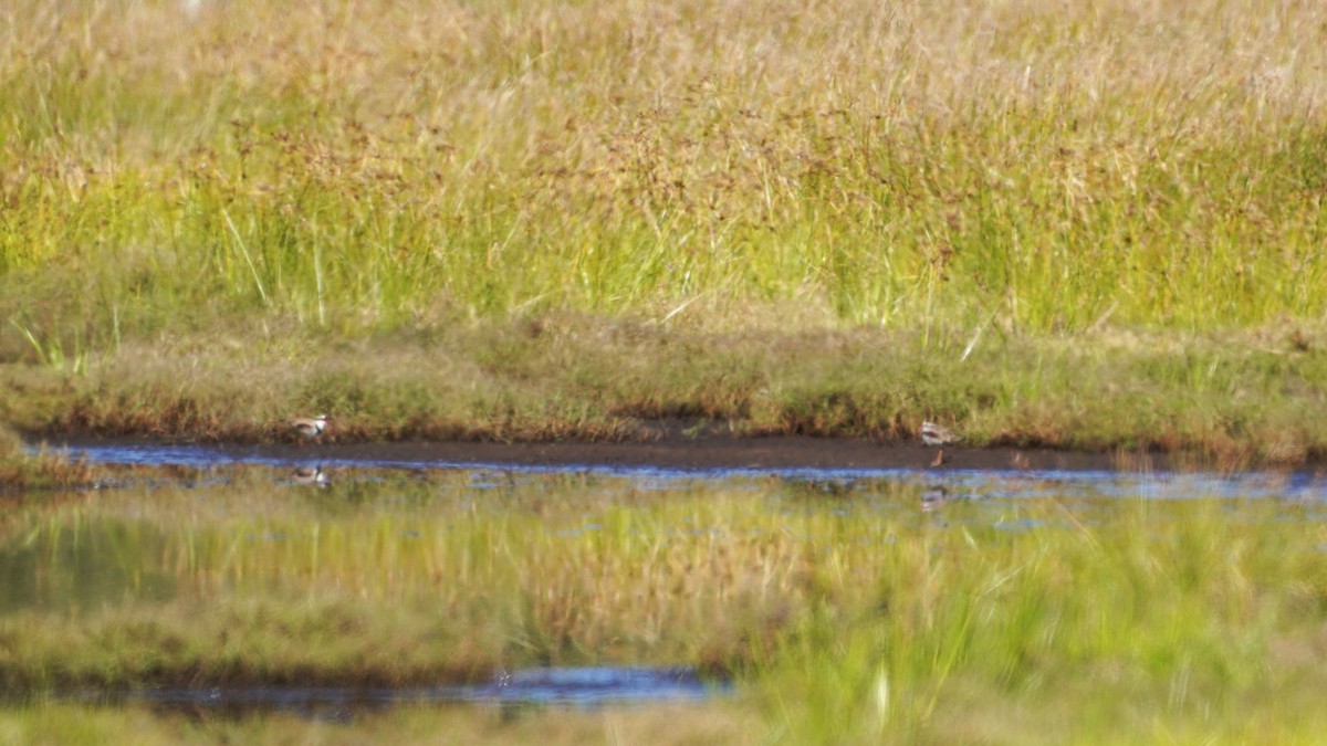 Black-fronted Dotterel - May Britton