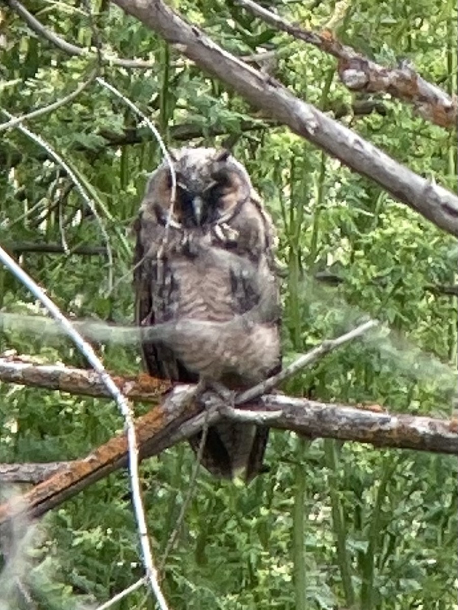 Long-eared Owl - Erica Harris