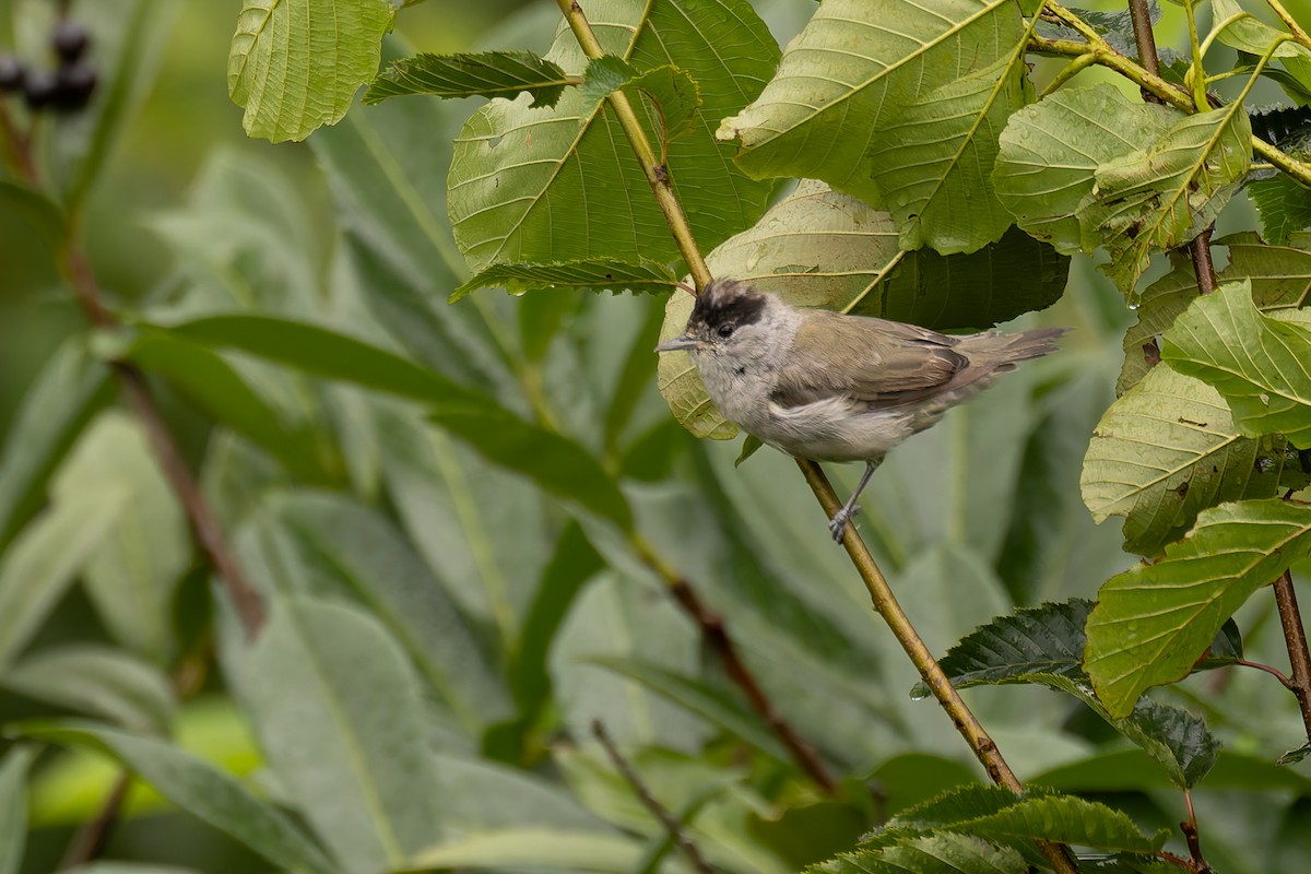 Eurasian Blackcap - Bart Hoekstra