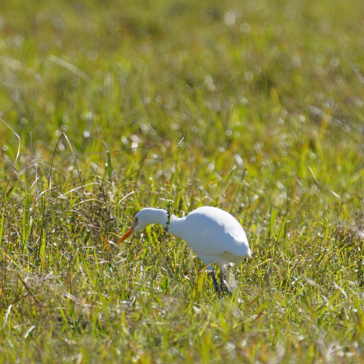 Eastern Cattle Egret - May Britton