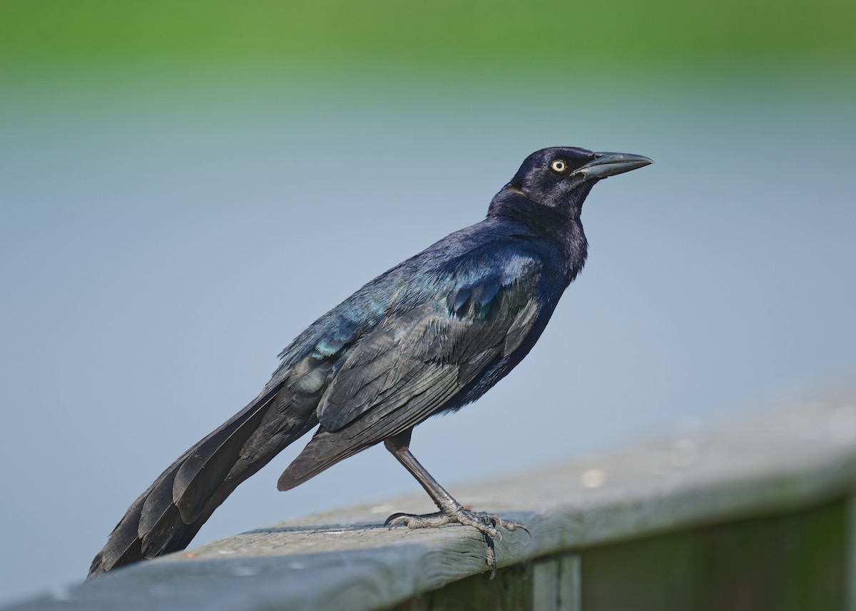 Great-tailed Grackle - Harlan Stewart